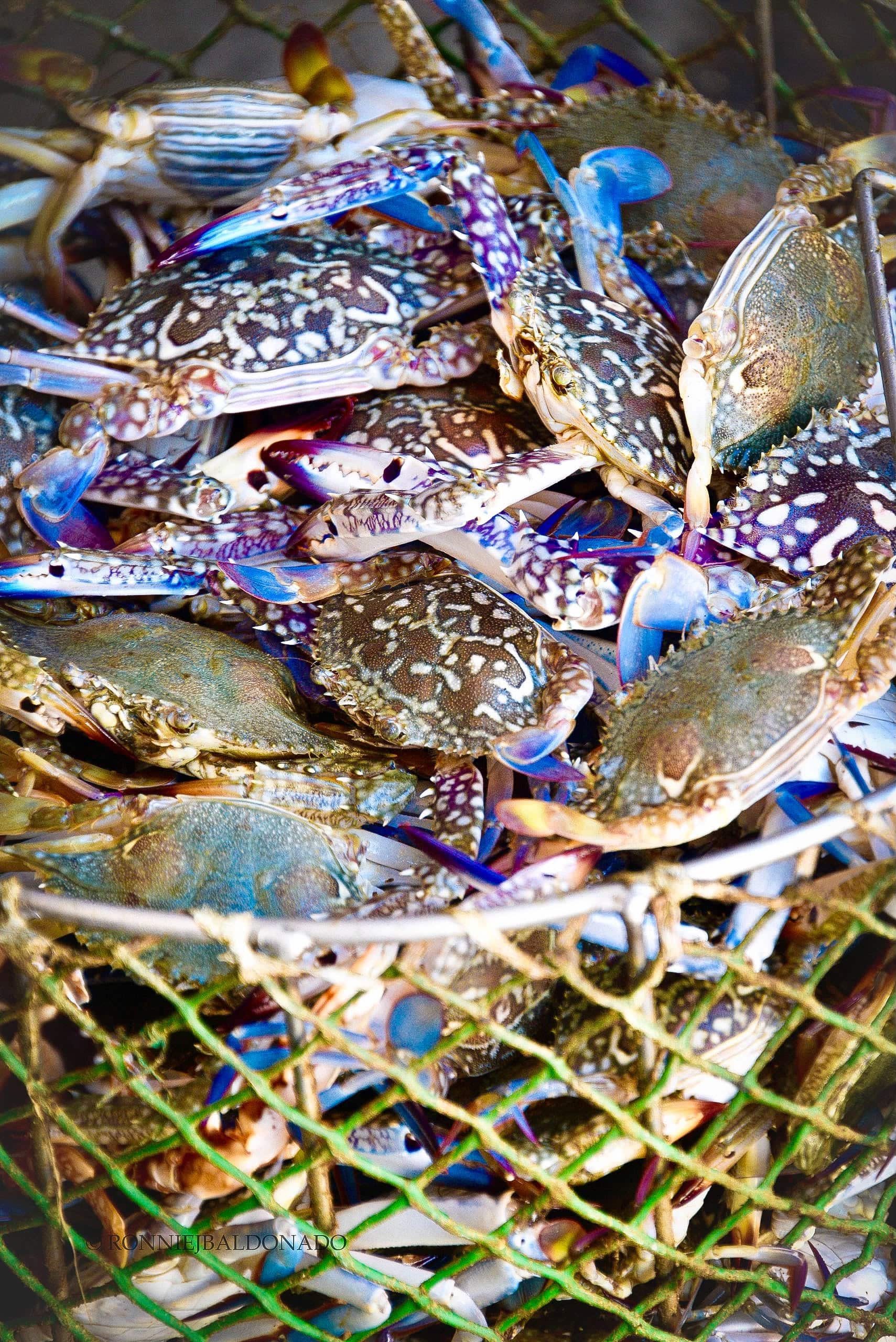 PH Seeks US Market Reopening for Blue Swimming Crabs