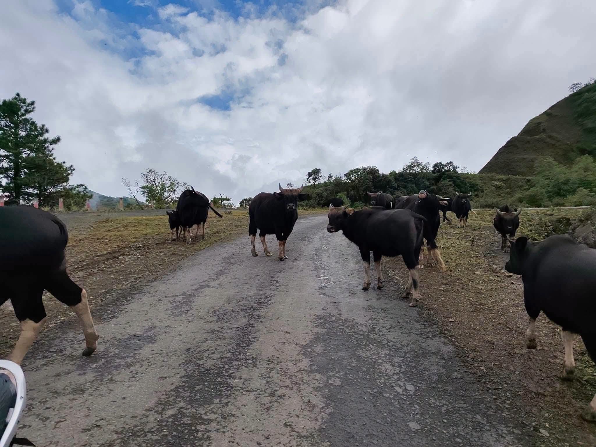 ティティン・カライ道路では軍が何日も地元民の牛を盗んで食べており、家畜の飼育を続けることに不安を感じている