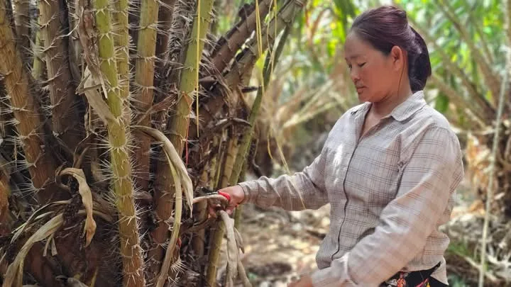 Ratchaburi Salacca Farm Submerged, Losses Exceed 1 Million Baht