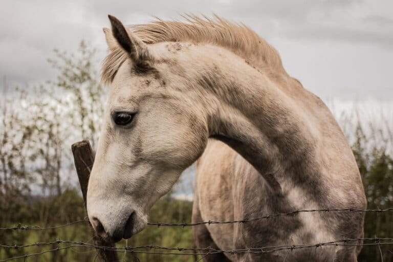 数千年家畜化されても、馬は捕食者を認識できる - 最新研究