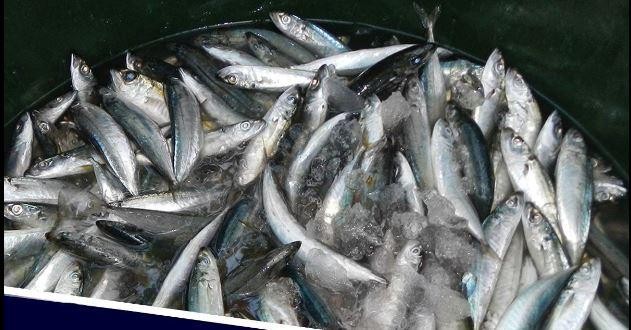 フィリピン、魚介類輸入計画を10月に延期 安定供給が理由