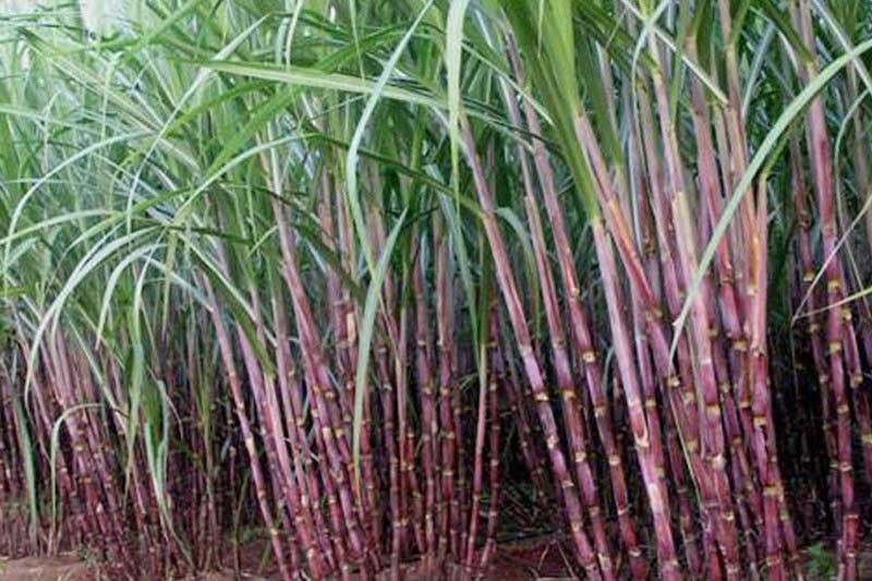 フィリピン、ドローン活用でサトウキビ害虫対策を強化 - ネグロス・オクシデンタル州