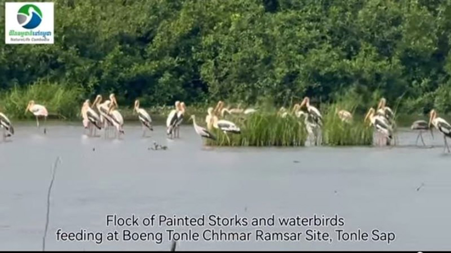 Cambodia’s Boeung Chhmar Ramsar Site Stands as an Unbroken Lifeline for Migratory Birds