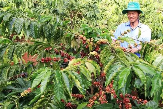 Gia Lai Coffee Nears $1 Billion Export Milestone, Focuses on Value Addition