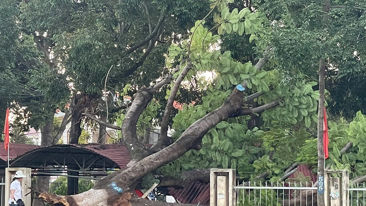 Ancient Tree Falls, Damaging University Parking Lot in Dak Lak