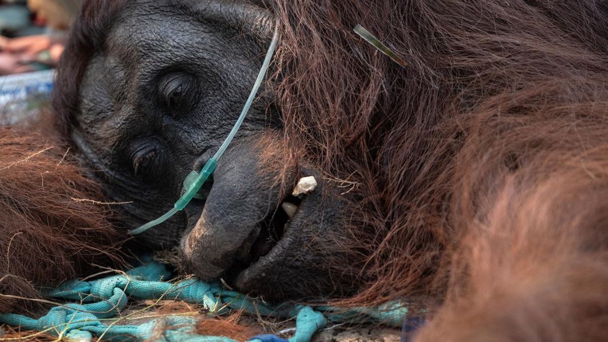 森林火災から46頭のオランウータン救出、西カリマンタンの生息地危機