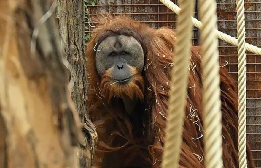 スマトラ島で希少オランウータン58頭が犠牲、気候変動の影響懸念