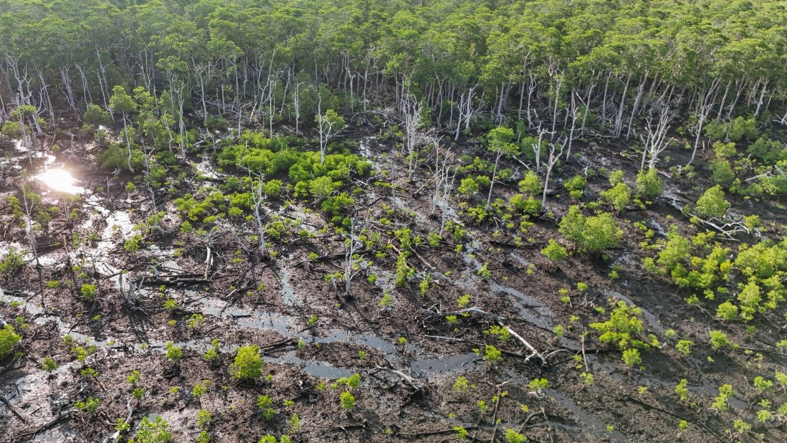 Protecting the protectors: Racing to save Philippine mangroves