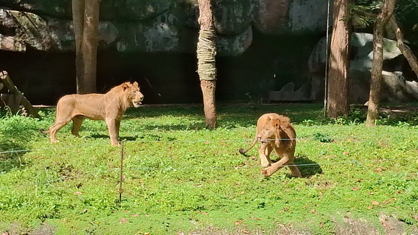 ウボンラチャタニ動物園、アフリカライオンとキリンの新メンバー公開