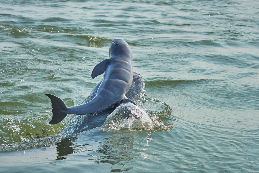 Mekong dolphin management area increased by 10,000 hectares