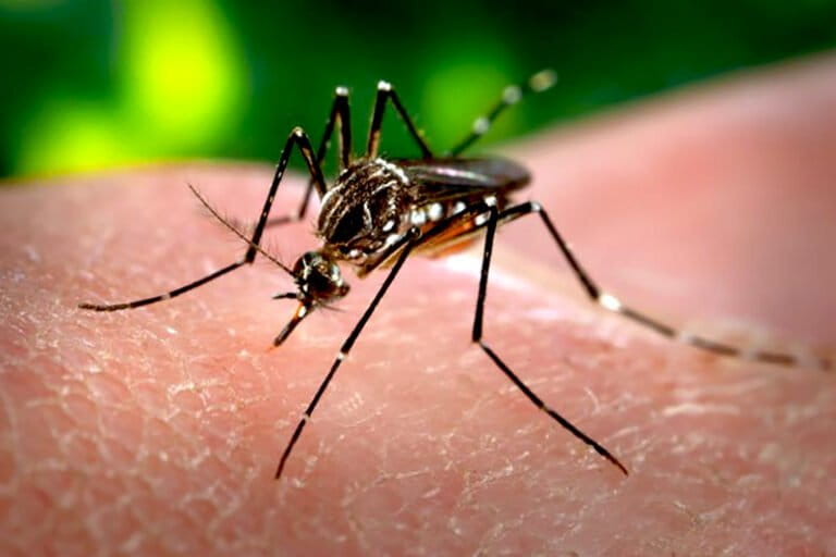 The Ecological Risks of Mosquito Eradication in Indonesia