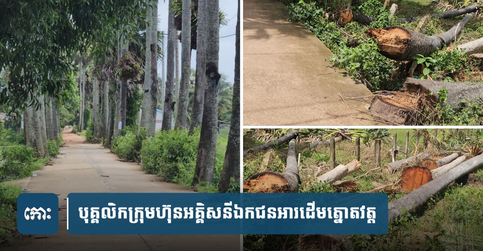 Kampong Cham Authorities Arrest Private Power Company Staff Over 170-Year-Old Palm Tree Felling