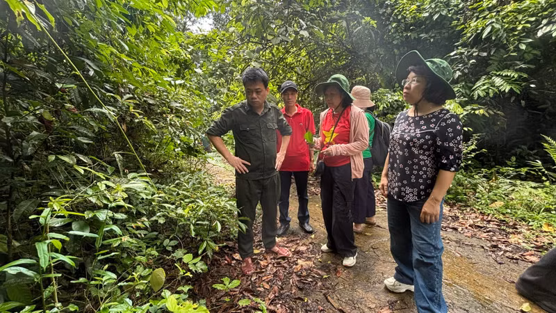 ベトナム、武光国立公園で伝統薬草資源の保全と活用を推進