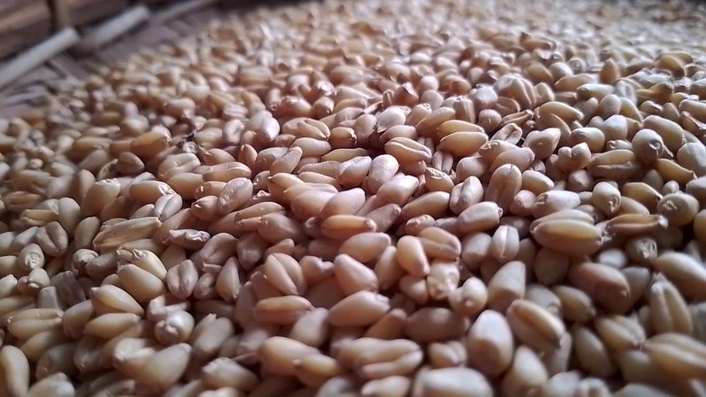 White wheat trading brisk in Monywa market