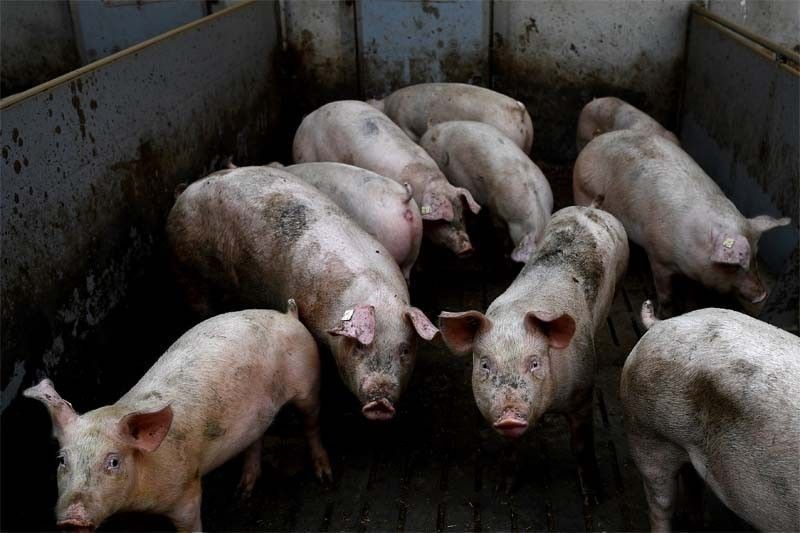 Over 1,200 Hogs Die in Negros Occidental; African Swine Fever Suspected