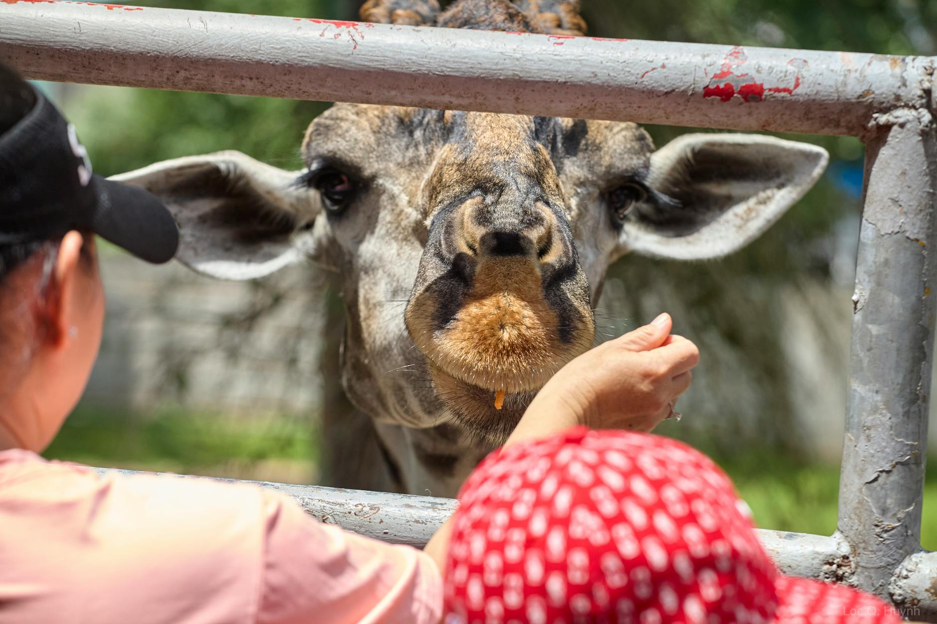 ヤンゴン動物園、動物福祉向上のための給餌プログラムを開始