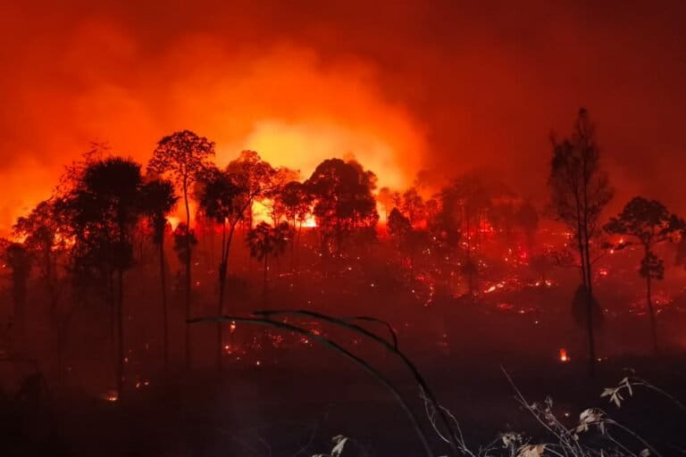 New Capital Nusantara Faces Threat of Forest Fires