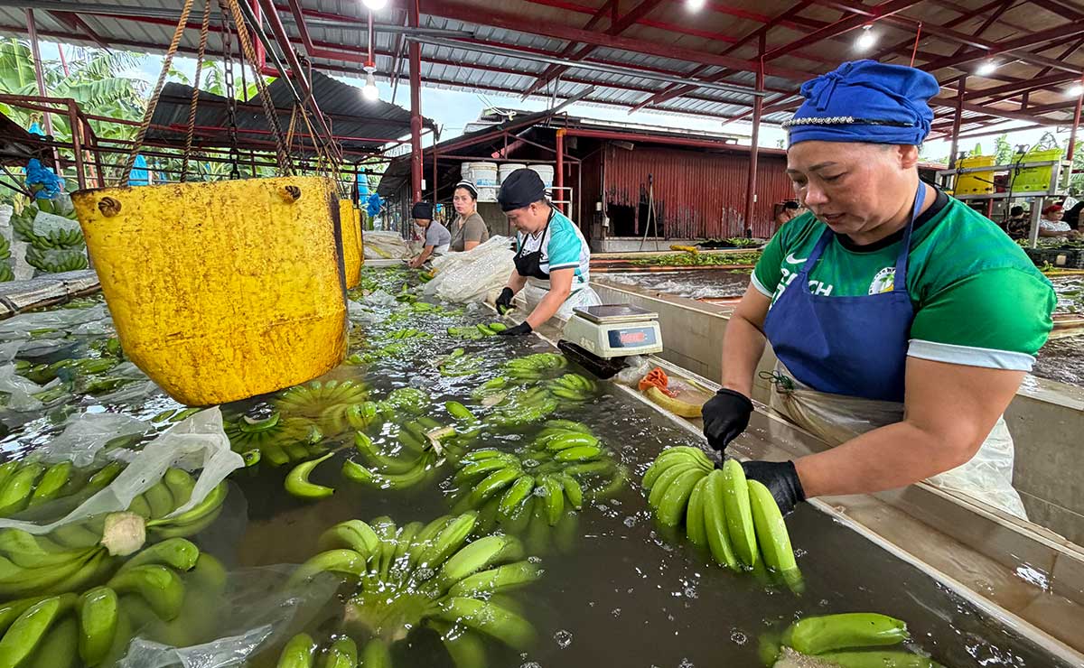 Davao Banana Industry Strengthens Ties with Asian Markets, Driving Regional Economy