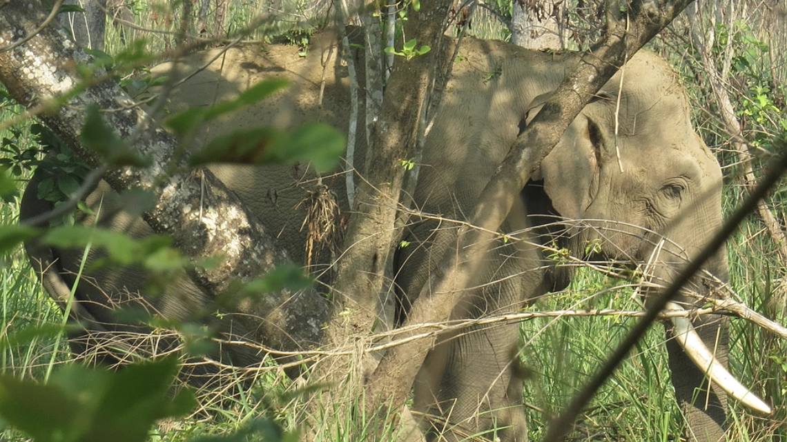 14 Years on the Run: Man-Eating Elephant Claims More Victims in Family's New Home