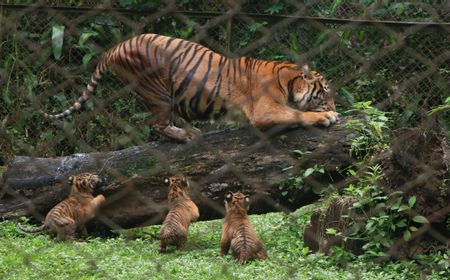 スマトラトラ4頭誕生、絶滅危機種の保全に希望