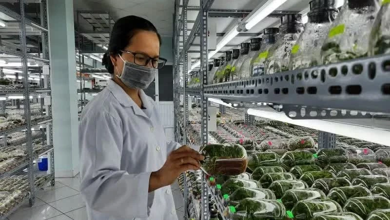 Vietnam Accelerates High-Tech Agriculture Development: New Decree Clarifies Establishment Requirements