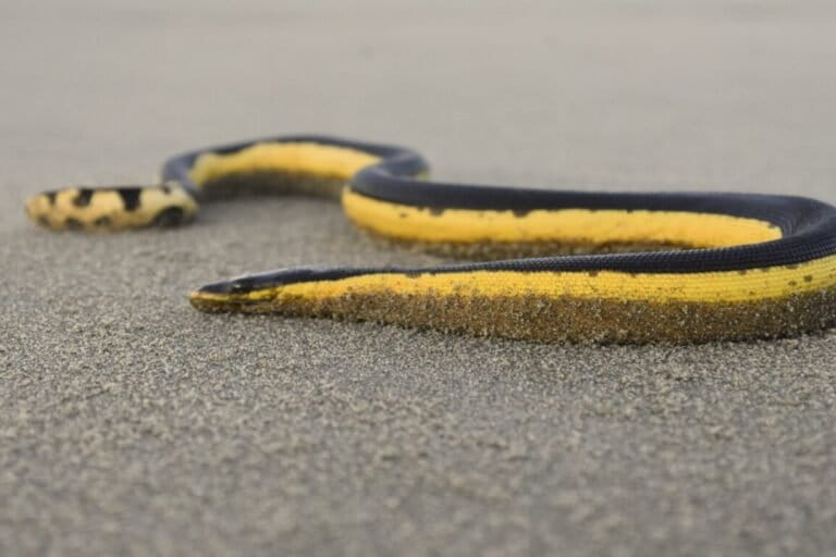 The Only Fully Pelagic Sea Snake: A Marvel of the Elapidae Family