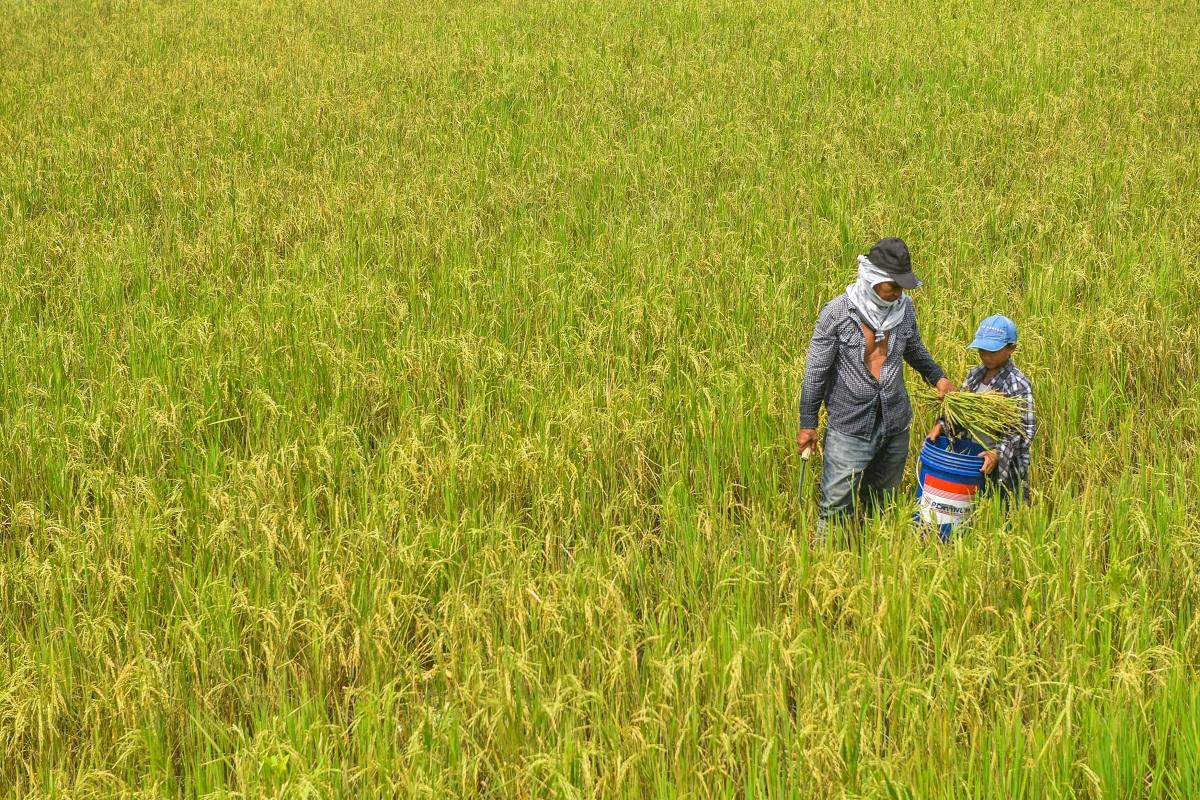 Super Typhoon Rosal Threatens Over 600,000 Hectares of Crops in Northern Luzon