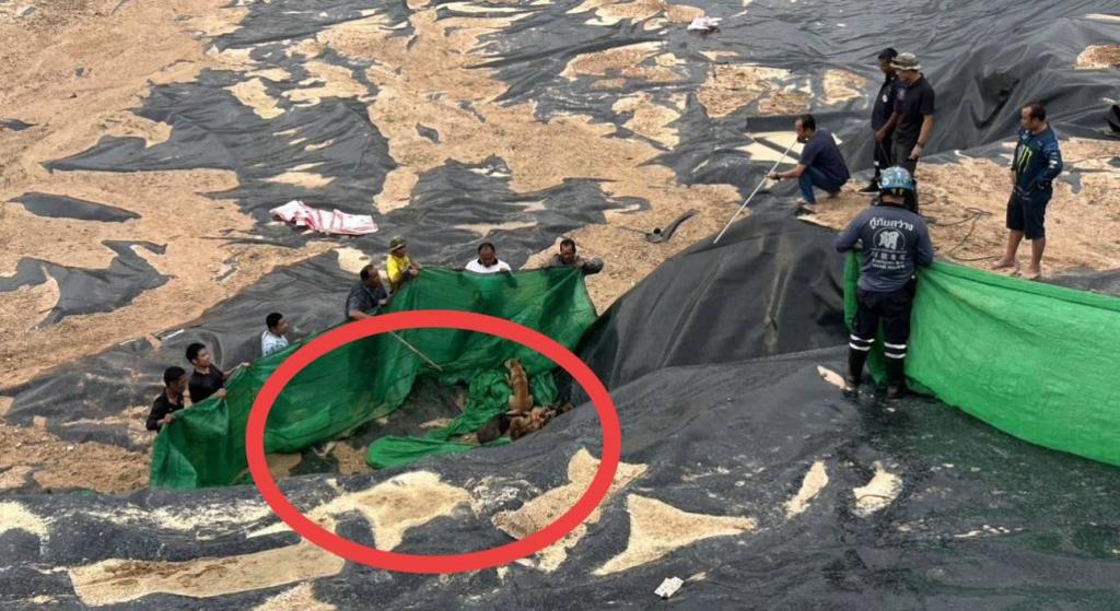 Nearly 20 Dogs Trapped in Deep Well in Chonburi's Bang Lamung District