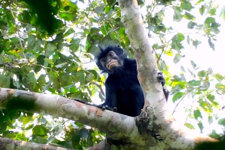 Blurry 2008 Photo Becomes Key to New Monkey Species Discovery in 2026