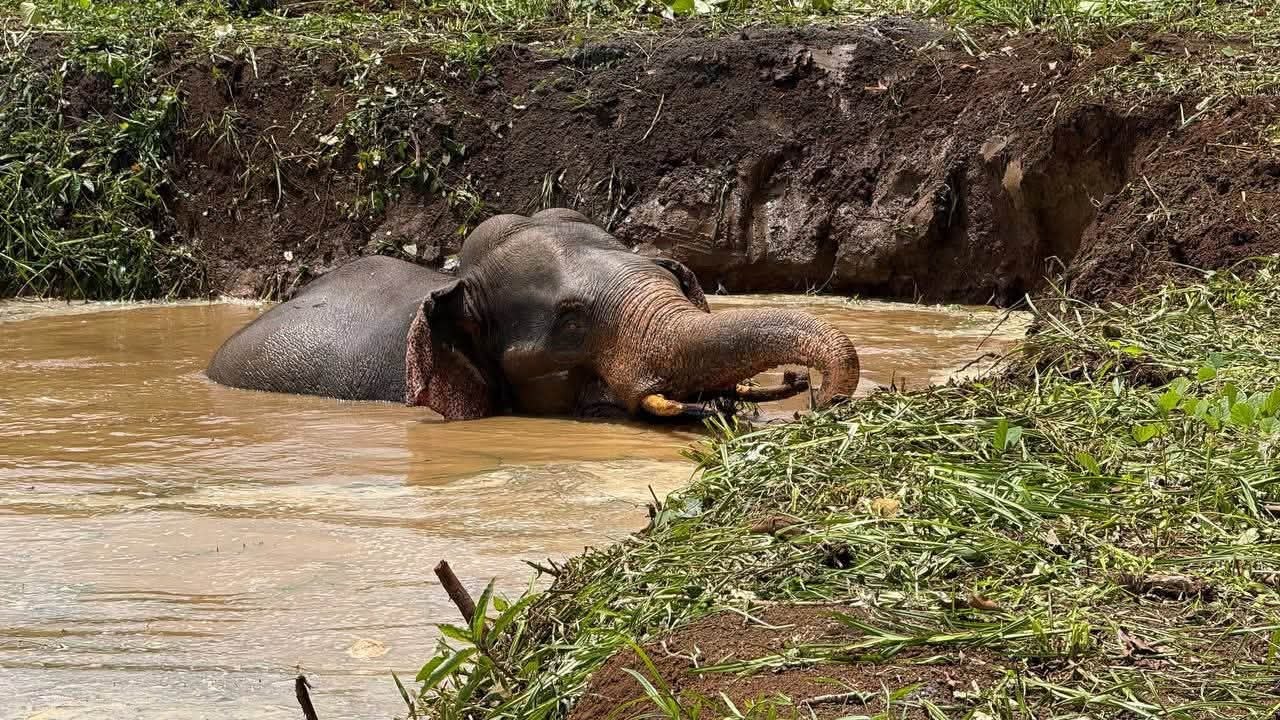 Mondulkiri Environmental Department Rescues Two Wild Elephants from Pit