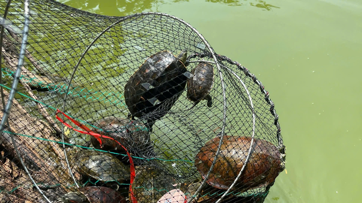 Hanoi's Hoan Kiem Lake Tackles Invasive Red-Eared Sliders