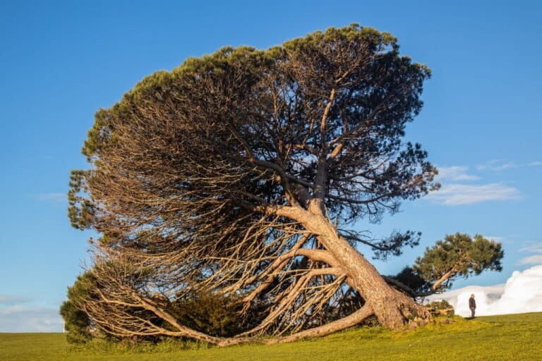 Trees' 'Muscles' Uncovered: Mechanism for Self-Righting Fallen Trunks Revealed