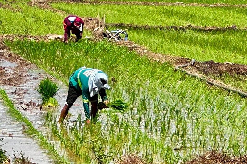 Farmer groups seek 30% safeguard duty on imported rice
