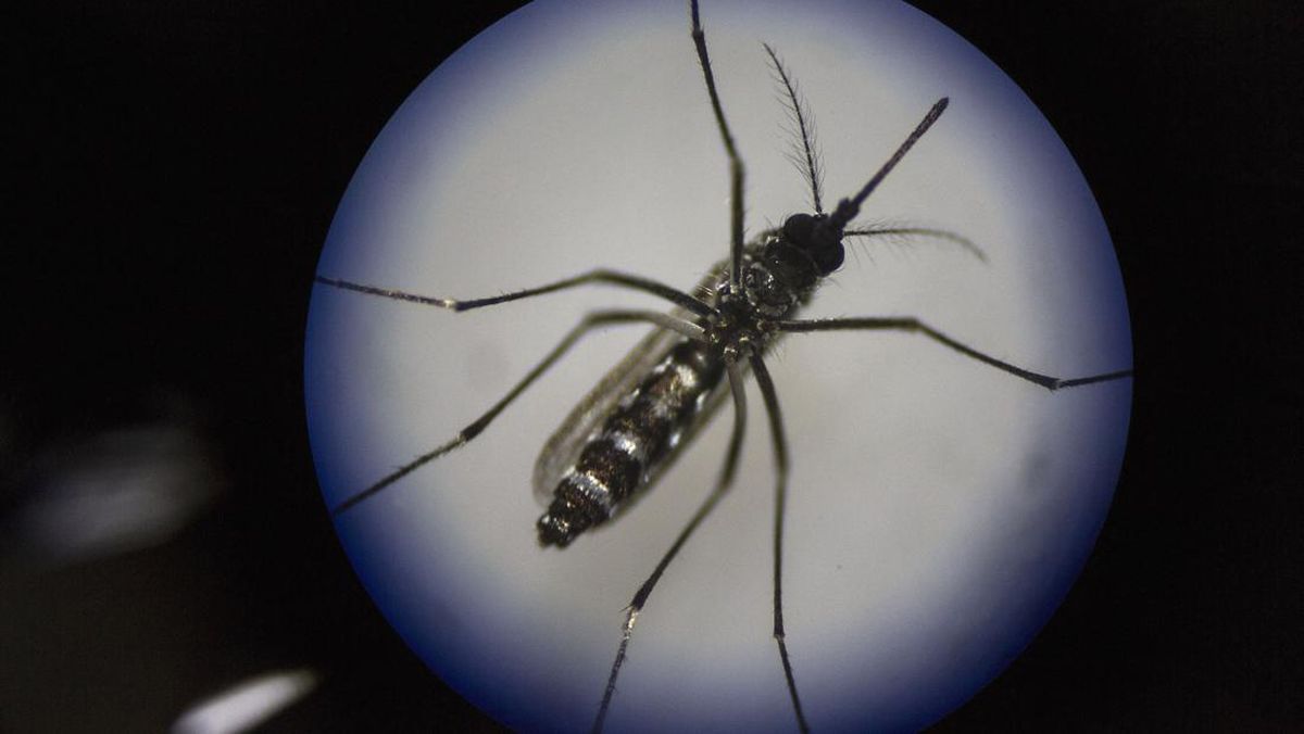 Wolbachia Mosquitoes Deployed to Combat Dengue Fever in West Jakarta