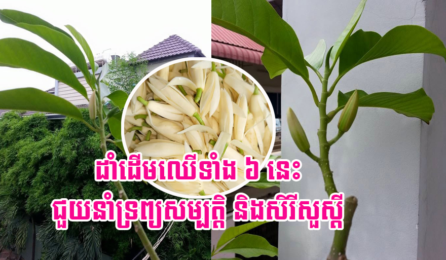 これらの6本の木を植えることは富と栄光をもたらすのに役立ちます