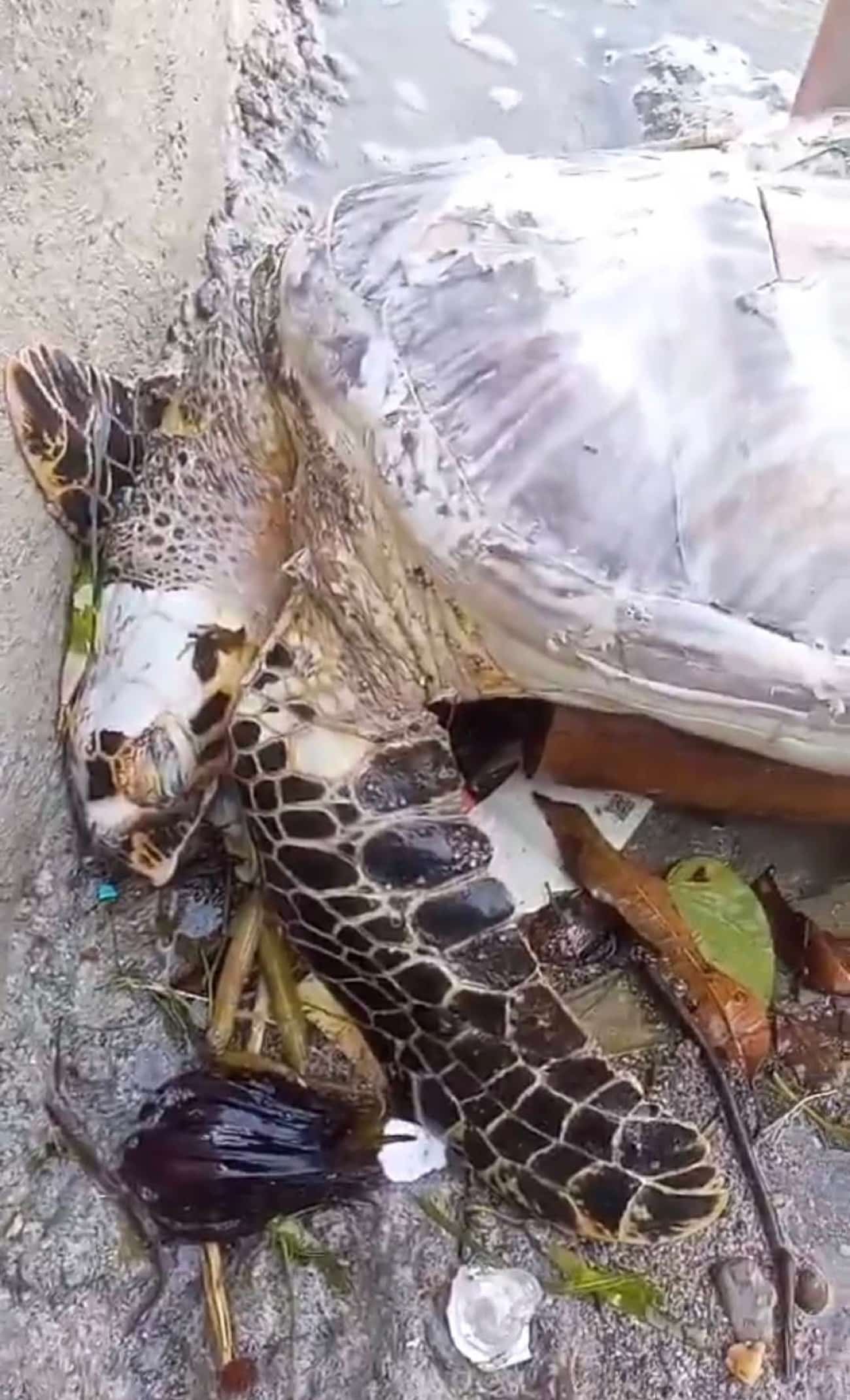 Dead Sea Turtle Washed Ashore in Calapan; Authorities Investigating
