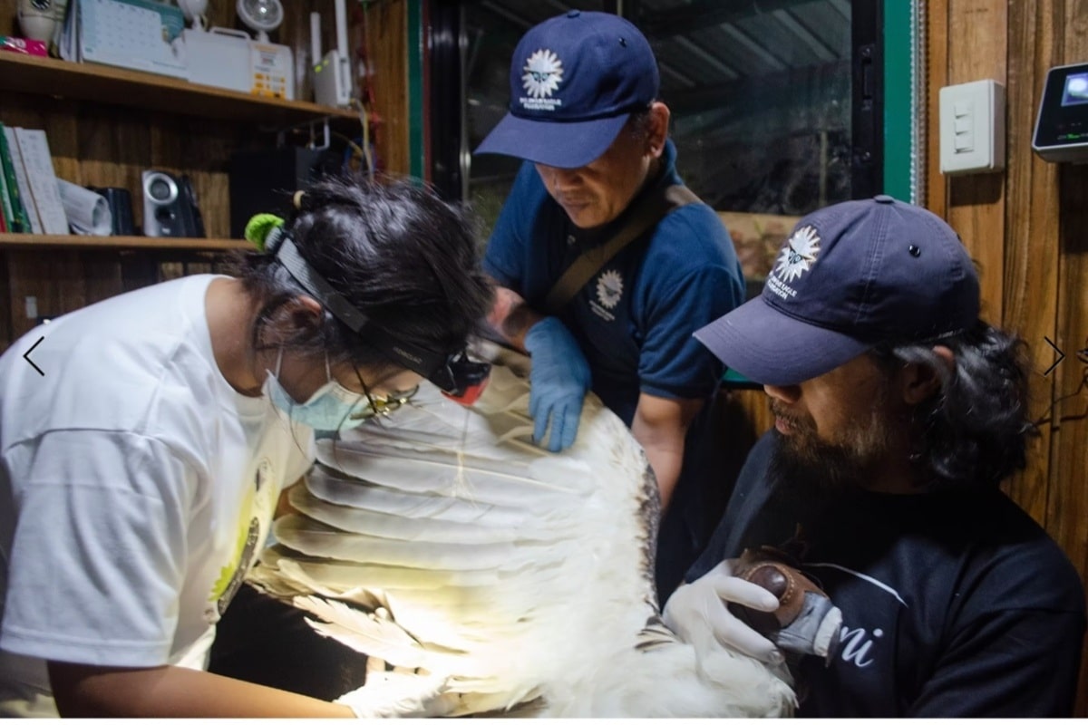 Philippine Eagle Rescued with Pellet Wounds in Cotabato; Poaching Suspected