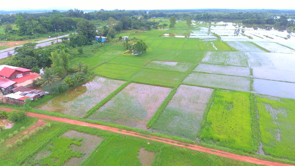 Nakhon Phanom Grapples with Widespread Flooding, Over 67,000 Rai of Farmland Submerged