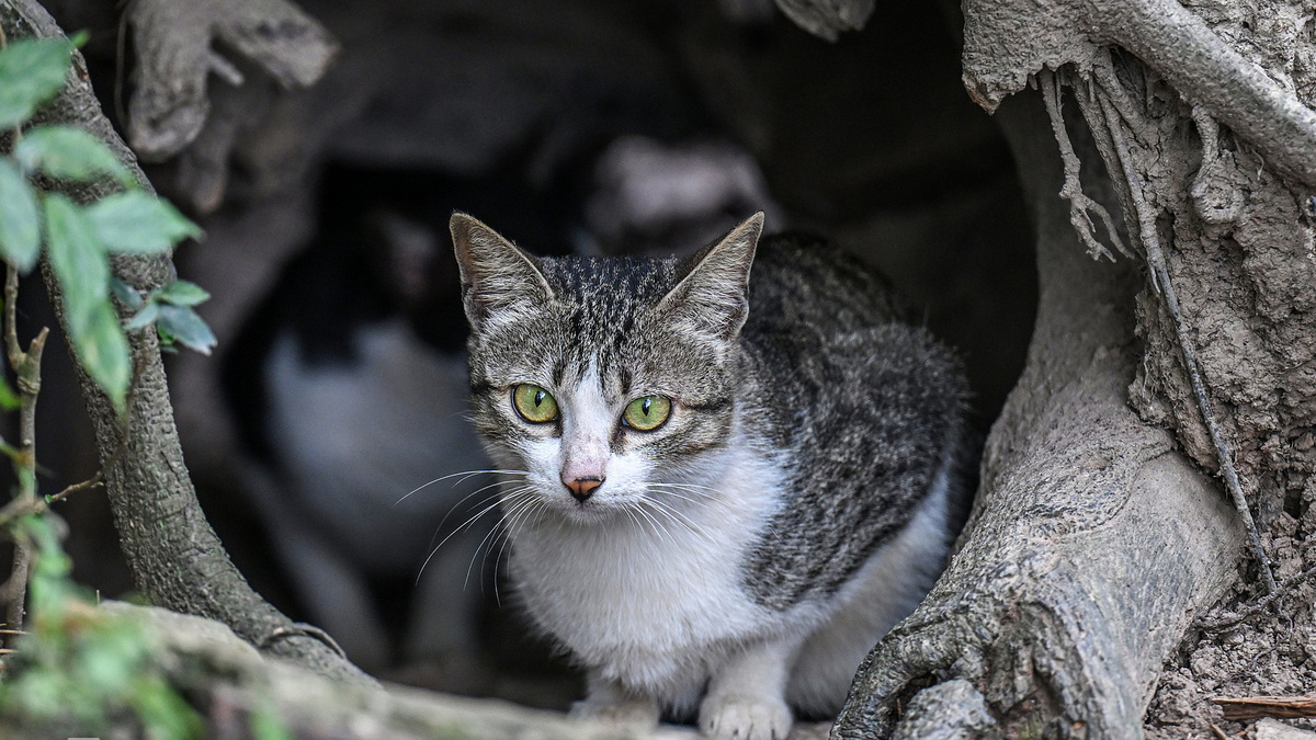 ハノイの公園、猫の島から全頭移送へ 生態系回復と安全確保