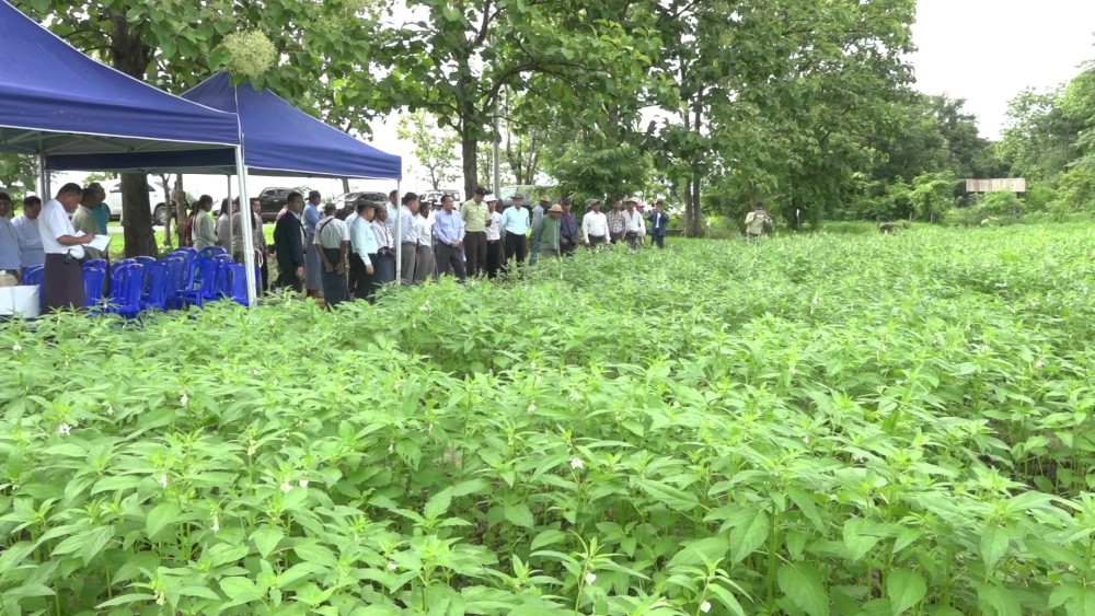 Agricultural Development: Paddy and crop plantations in Pyay inspected