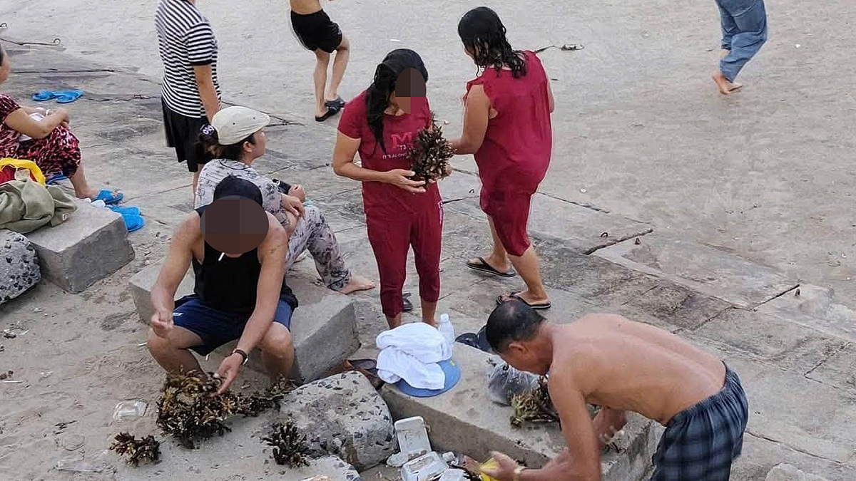 Tourists Break Corals in Nha Trang Bay, Authorities Investigating for Penalties