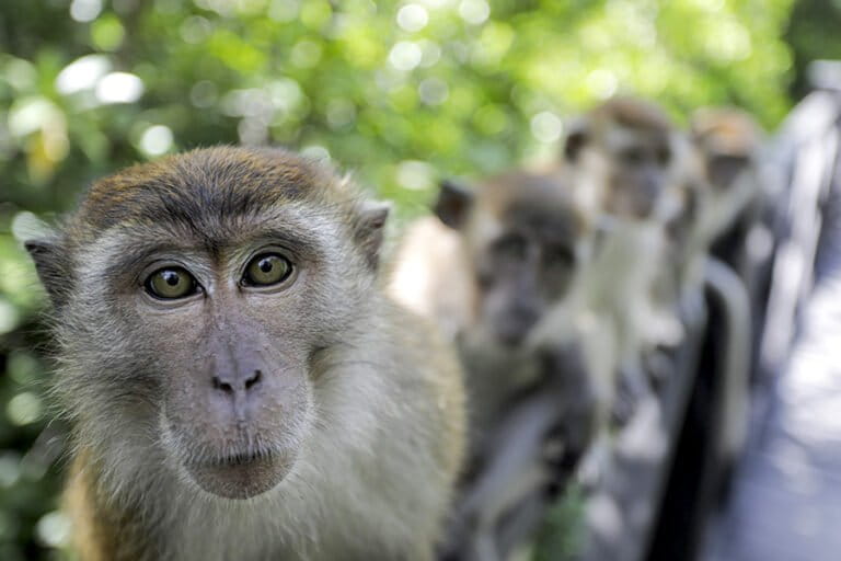 野生動物消費への警鐘、健康・生態系へのリスク浮き彫り