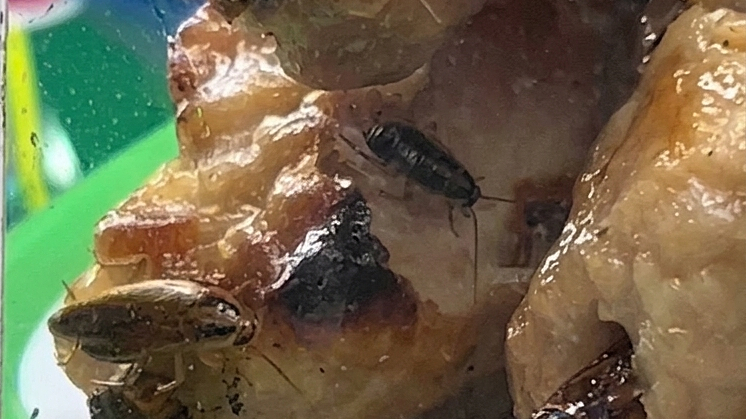 Ben Thanh Market Food Stall Temporarily Closed Due to Insects in Food
