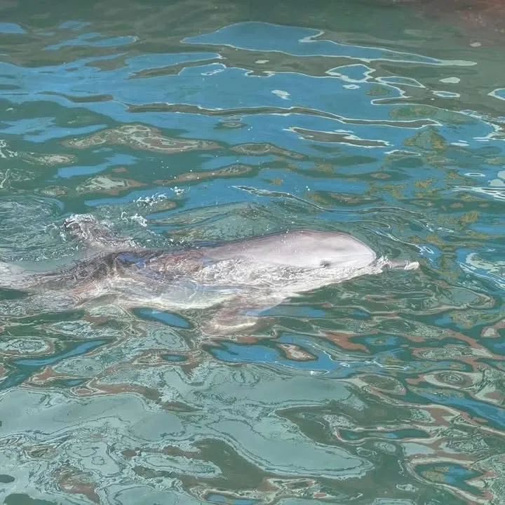 Bottlenose Dolphin Rescued on Samet Island Beach, Veterinary Team Ensures Safe Return to Sea
