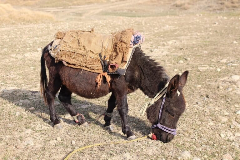 Donkeys, Horses, and Buffaloes: Why the Smallest Are Strongest in Carrying the Heavest Loads?