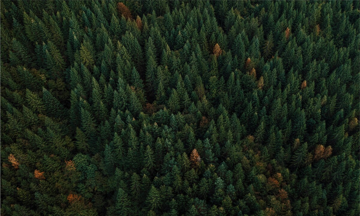 Vietnamese scientist revives Canada's 10,000-year-old ecosystem by destroying pine forest