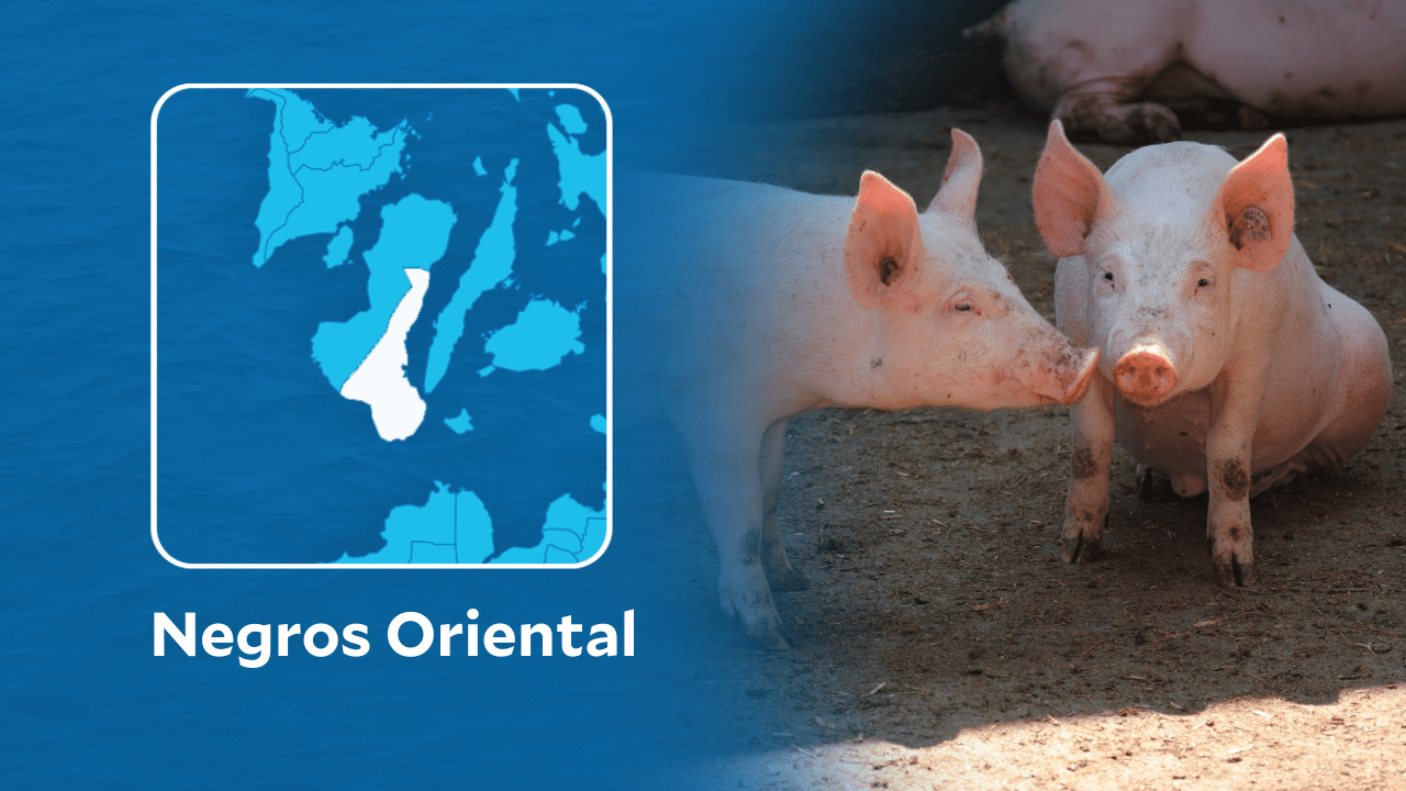 Negros Oriental Bans Hogs, Pork Products Amid African Swine Fever Threat