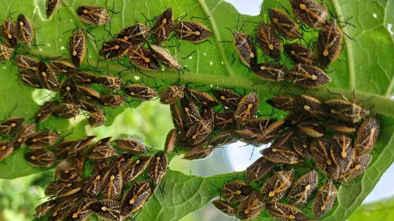 Food Poisoning Alert in Vietnam Over Consumption of Unusual Insects, Experts Warn Against Wild Edibles