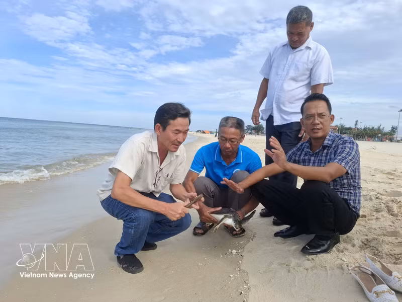 Rare Green Sea Turtle Released Back into the Wild in Quang Tri