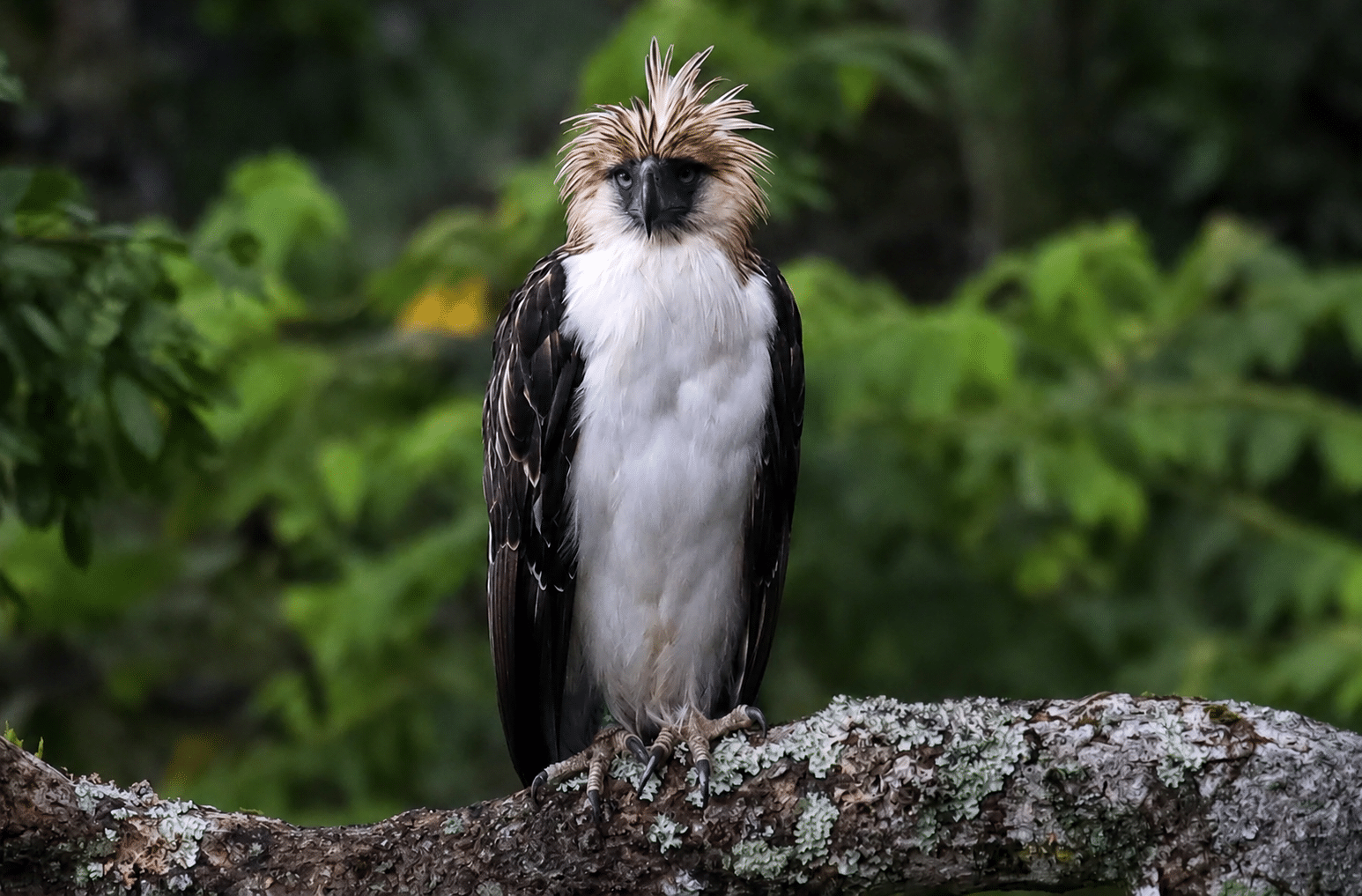 フィリピンの国鳥、絶滅リスク増大 研究が警鐘